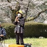 3/28お花見ミーティング